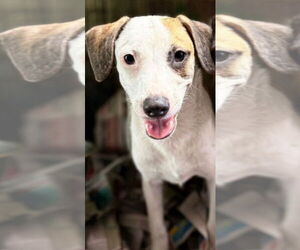 Chihuahua-Unknown Mix Dogs for adoption in Virginia Beach, VA, USA