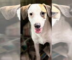 Small Chihuahua Mix