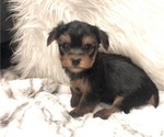 Small #1 Yorkshire Terrier