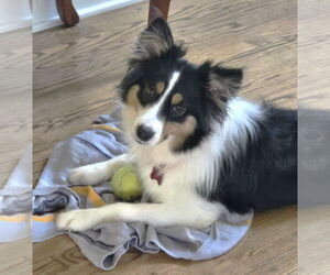 Australian Shepherd-Unknown Mix Dogs for adoption in Boonton, NJ, USA