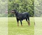 Small #10 Doberman Pinscher