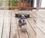 Small Photo #9 Schnauzer (Miniature) Puppy For Sale in CANBY, OR, USA