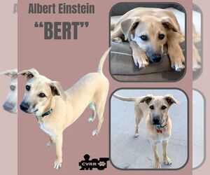 Bert - Male Australian Shepherd-Unknown Mix Dog for Adoption - Photo #7