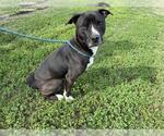 Small #1 American Pit Bull Terrier Mix