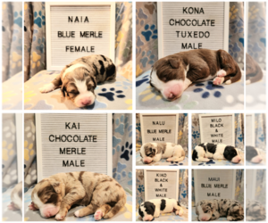 Aussiedoodle-Bernedoodle Mix Litter for sale in WOMELSDORF, PA, USA