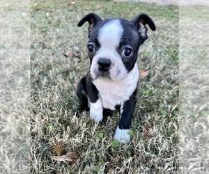 Boston Terrier Puppy for sale in WASHBURN, MO, USA