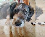 Small Photo #4 Akitapoo Puppy For Sale in Rootstown, OH, USA