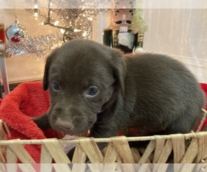 Labrador Retriever Puppy for Sale in MARYVILLE, Tennessee USA