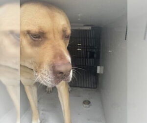 Labrador Retriever Dogs for adoption in Houston, TX, USA