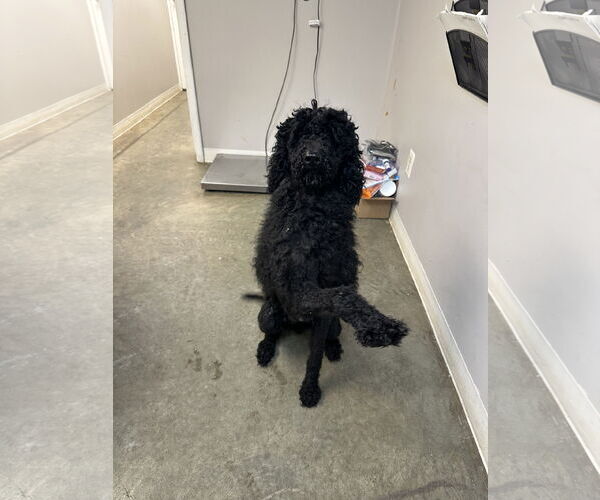 Medium Photo #3 Poodle (Standard) Puppy For Sale in Rockaway, NJ, USA