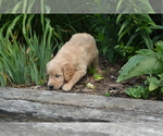 Puppy Ranger Golden Retriever