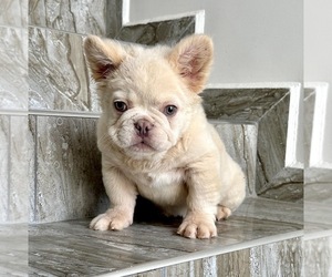 French Bulldog Puppy for sale in DETROIT, MI, USA