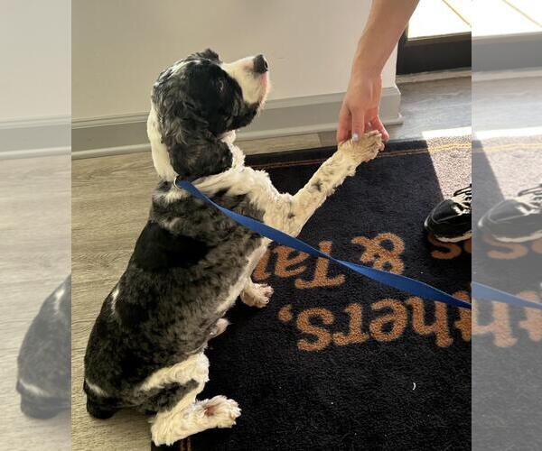 Medium Photo #8 Cocker Spaniel Puppy For Sale in Westminster, MD, USA