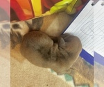 Small #2 Dachshund