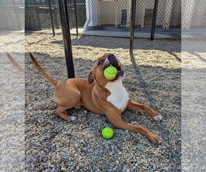 Bulldog-Unknown Mix Dogs for adoption in Hilton Head, SC, USA