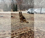 Small #2 Collie-German Shepherd Dog Mix
