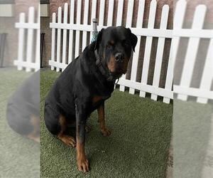 Rottweiler Dogs for adoption in Modesto, CA, USA