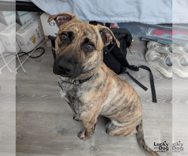 Medium Photo #6 Plott Hound-Retriever  Mix Puppy For Sale in Washington, DC, USA