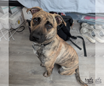 Small #5 Plott Hound-Retriever  Mix