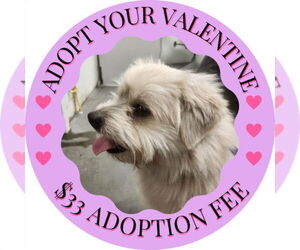 Mutt Dogs for adoption in Santa Cruz, CA, USA