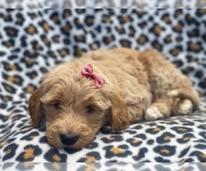 Goldendoodle Puppy for sale in LAKELAND, FL, USA