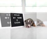 Small #32 American Pit Bull Terrier