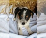 Small #2 Australian Shepherd-Tenterfield Terrier Mix