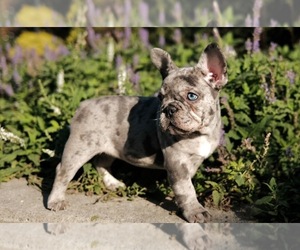 French Bulldog Puppy for Sale in EMPIRE STATE, New York USA