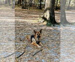 Small #1 German Shepherd Dog
