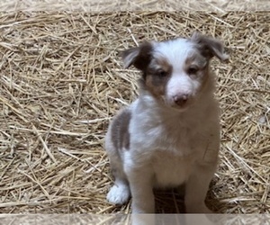 Border Collie Puppy for sale in WILLISTON, ND, USA