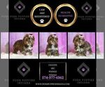 Small Photo #26 Poodle (Miniature) Puppy For Sale in WARSAW, IN, USA