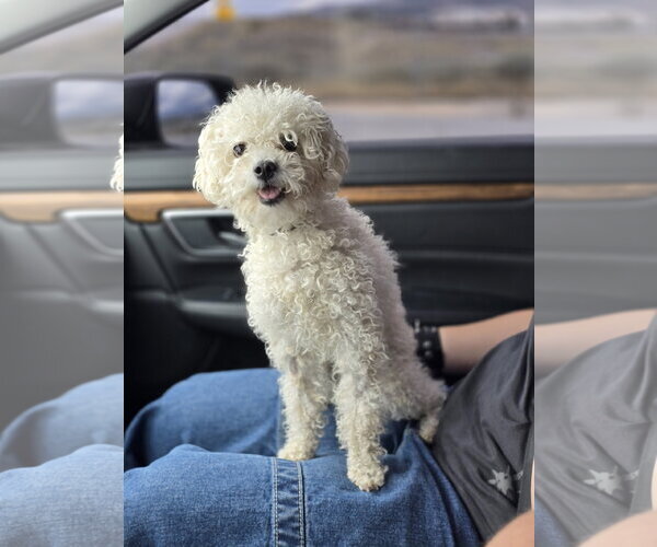 Medium Photo #7 Mutt Puppy For Sale in Sandy, UT, USA