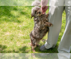 Mother of the Miniature Labradoodle puppies born on 03/22/2025