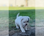 Small Photo #5 French Bulldog-Maltese Mix Puppy For Sale in BAKERSFIELD, CA, USA