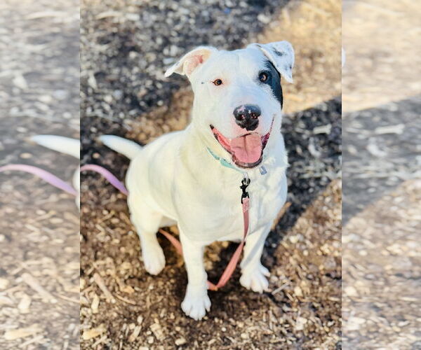 Medium Photo #1 BD Terrier Puppy For Sale in Clarkesville, GA, USA