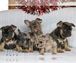 Small #2 French Bulldog