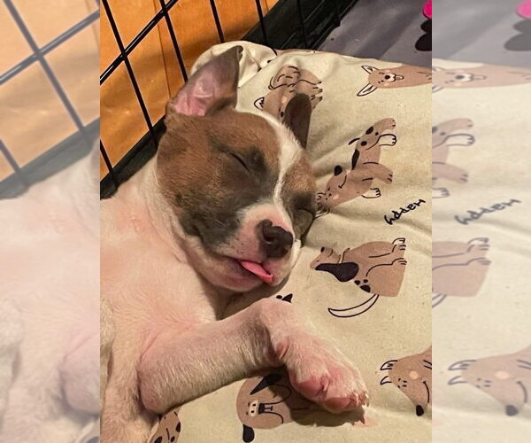 Medium Photo #4 Mutt Puppy For Sale in Wenonah, NJ, USA