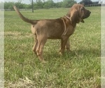 Small Photo #3 Bloodhound Puppy For Sale in NORMANGEE, TX, USA