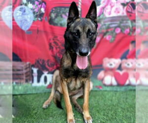 Mutt Dogs for adoption in Long Beach, CA, USA