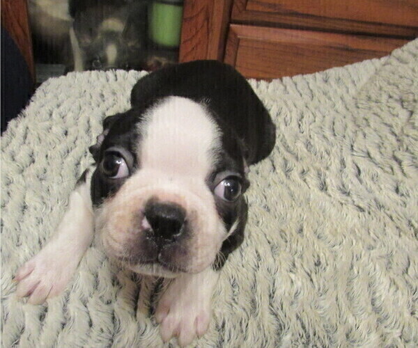 Medium Photo #4 Boston Terrier Puppy For Sale in BLACK HORSE, OH, USA