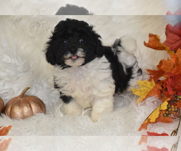 Medium Photo #2 Poochon Puppy For Sale in ELDORADO, OH, USA