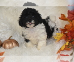 Small #1 Poochon