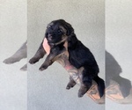 Puppy Blue Collar German Shepherd Dog
