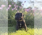 Puppy Daisy Cane Corso-Doberman Pinscher Mix