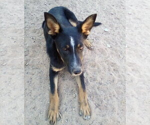 Mutt Dogs for adoption in Apple Valley, CA, USA