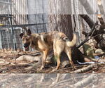 Small #21 German Shepherd Dog