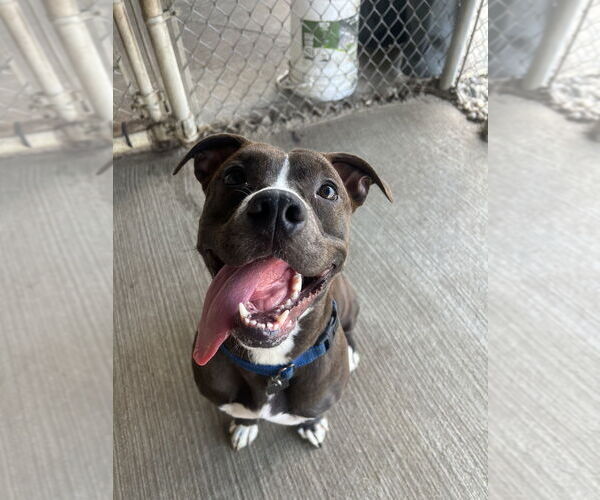 Medium Photo #11 American Pit Bull Terrier-Unknown Mix Puppy For Sale in Evansville, IN, USA