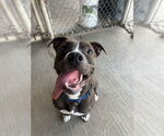 Small #10 American Pit Bull Terrier Mix