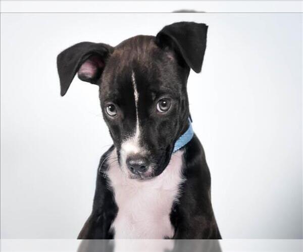 Medium Photo #1 Chihuahua-Unknown Mix Puppy For Sale in Fort Collins, CO, USA