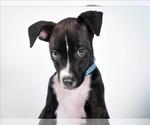 Small Chihuahua Mix